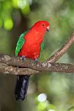 Australian King-Parrot